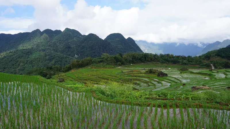 Young rice on the terraces of Pu Luong below limestone ridges