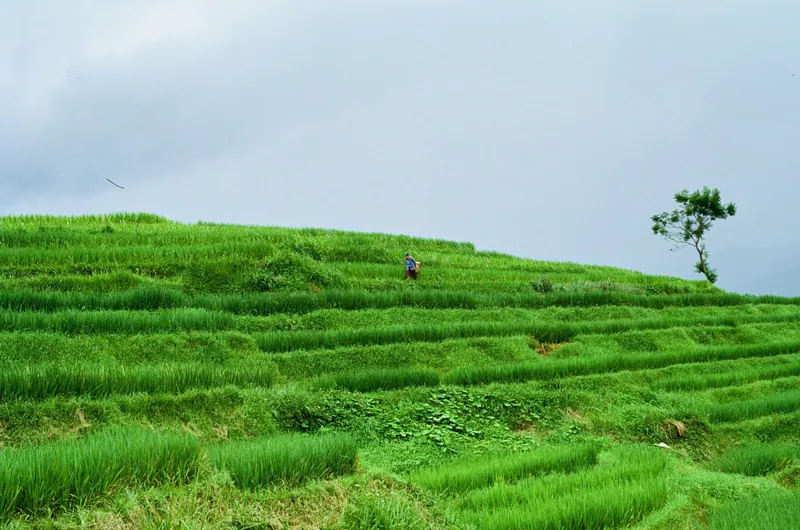 A lone walker among bright green rice terraces in Pu Luong